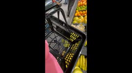 Tumbling Fruit Startles Little Dog