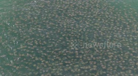 This Massive School of Tens of Thousands of Rays is Possibly the Largest Group of Rays Ever Filmed.