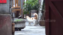 China: Shanghai's old town undergoes urban renewal with modern bathroom reconstruction in homes