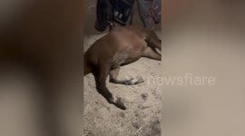 Horse left writhing in agony after fireworks set off metres away from stable