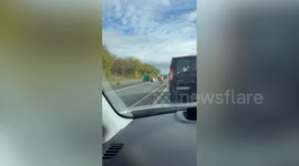 Chaos on French road as 14 ponies run wild - leaving drivers stunned