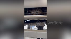Pheasant survives 24-hour car ride after becoming trapped in radiator grill