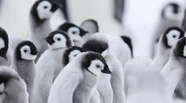 Brit wildlife photographer captures pics of cutest penguins since Happy Feet