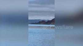 Deer gracefully swimming to Scottish Island for shelter