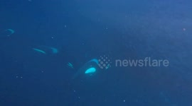 Swimming With Orcas And Humpback Whales