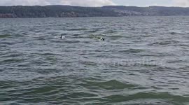 Orca Pod Teaches Calf How to Hunt