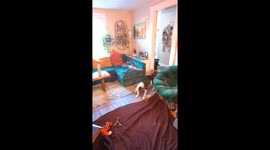 Dog Jumping For Joy Gets Serious Air