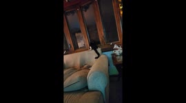 Cat Zoomies Takes Down Window Screen