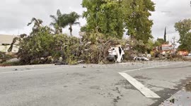 US, Los Angeles: Winnetka Tree Fall Causes Fatal Accident