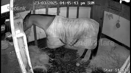 Playful 11-year-old mare struggles with haynet in London, England, UK