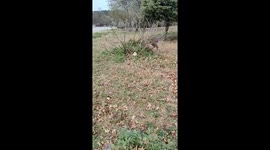 Unexpected encounter with a Sambar deer in Zhejiang, China