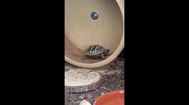 Tortoise tries running wheel for the first time in England, UK