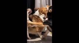 Dogs engage in tense standoff, leaving corgi frightened in Zhejiang, China