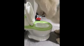 Dog drinks from toilet-shaped water fountain in Fujian, China