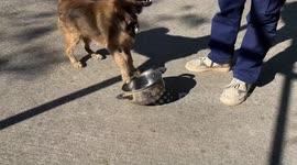Dog repeatedly taps food bowl while waiting to be fed in Guangdong, China