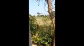 A large venomous snake climbs and descends a tree in the garden of a house in India