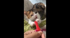 Kitten vs. Crochet!