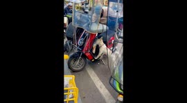 Dog climbs on motorbike for milk tea in Shaanxi, China
