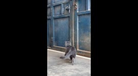 Clever cat navigates closed gate in Henan, China