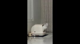 Mischievous cat plays with litter box in Xinjiang, China