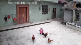 Toddler frightened during encounter with chicken in Guangdong, China