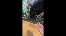 Dog adorably shares its food with owner in Shandong, China