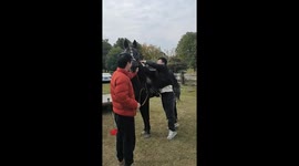 Horse mounting attempt goes wrong in Sichuan, China