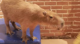 Capybara's Ultimate Revenge is Patience