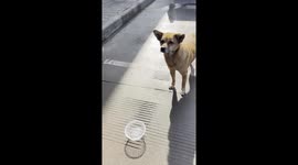 Puppy's Instant Food Review