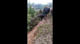Cow enjoys sliding down muddy hill in Yunnan, China