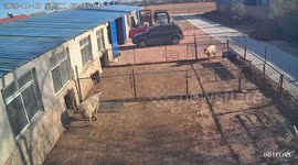 Head-to-Head Battle!