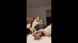 Paws against Rat Race