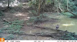 Rare serow spotted on wildlife camera in Thai park