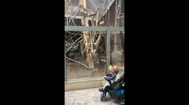 Gibbon Seen Interacting With Visitors Through Enclosure Glass
