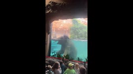 Elephant Observed Swimming in Indoor Pool at Zoo