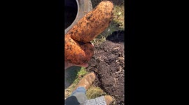 Unusually large and oddly shaped potato found in Alabama, USA