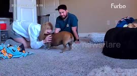 Dog Faints When Owners Come Home From Honeymoon