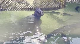 Manatee Acting like a Dog Begging for Treats in Islamorada Florida