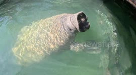 AMAZING Video Up Close and Personal with a Manatee That is Trying to Trick People Into Feeding Him!