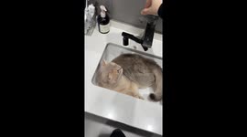 Cat reluctantly leaves cozy sink after owner turns on faucet in Zhejiang, China