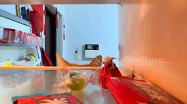 Sneaky cat attempts to steal treats from refrigerator in Hebei, China