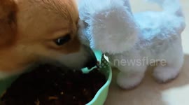Corgi fiercely guards its food from barking toy in Chongqing, China