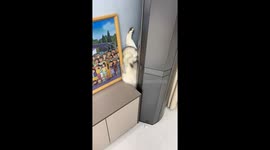 Cat gets stuck between table and wall in Shandong, China