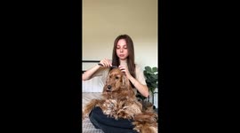 Fall fashion goes furry as Cocker Spaniel’s bow look goes viral
