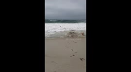 Dog playfully interacts with seal at Carmel Beach — California, USA