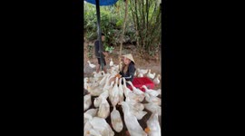 Duck farm adventure turns chaos as travel creator gets swarmed