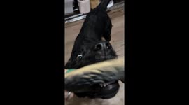 Energetic Labrador shows off toy duck—viral TikTok clip hits 3.4M views