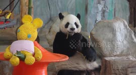 China: Celebration ceremony held for giant pandas in Hainan