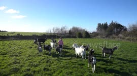 Meet one of Britain's youngest farmers who started aged FOUR and has her own herd
