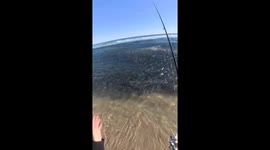 Surf goes nuclear: anglers capture chaotic striped bass blitz in viral 683K-view clip